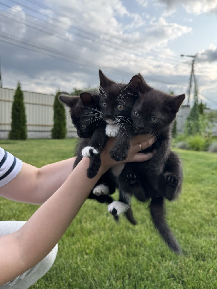 Кошенята шукають дім (безкоштовно)
