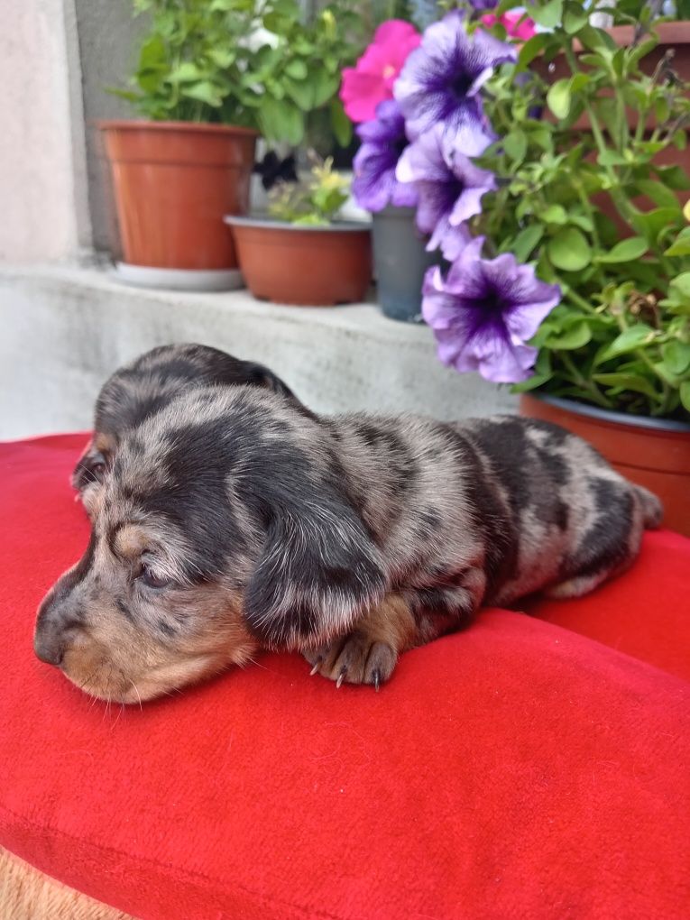 Jamnik miniatura merle