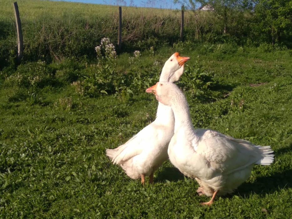 Gęsi chołmogory para