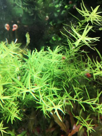 Rotala green roślina akwariowa