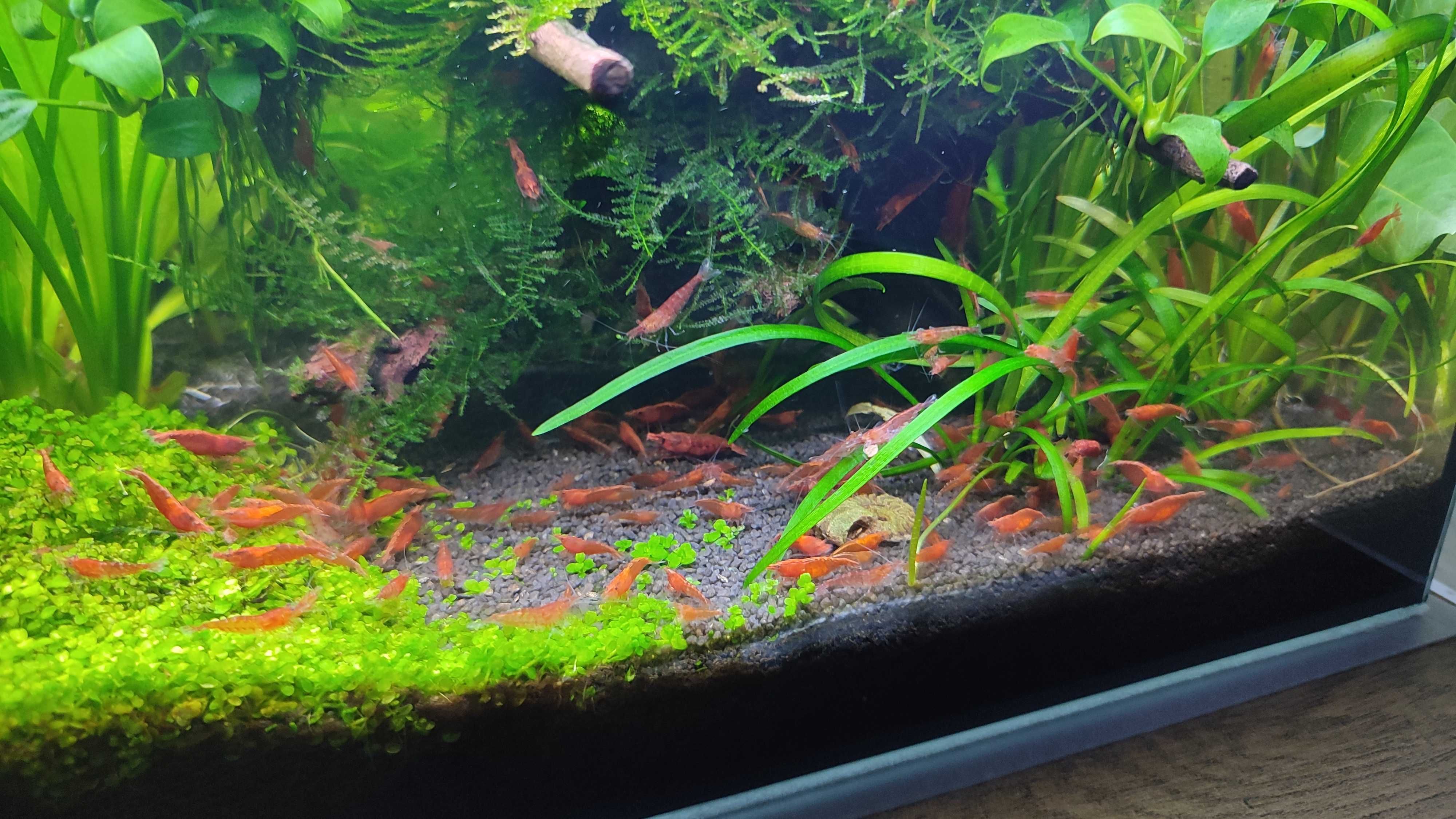 Krewetki Sakura Red (Neocaridina)