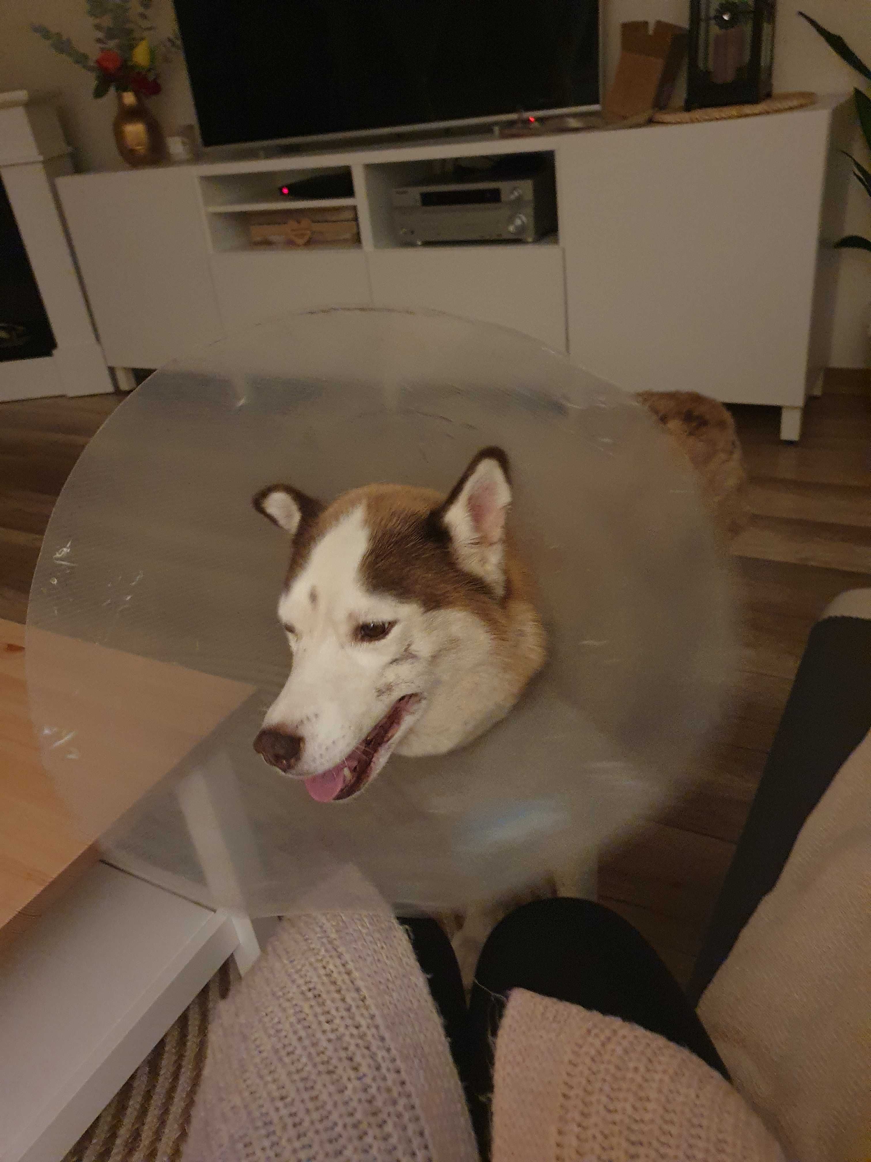 Zagineła suczka husky Pruchna Bąków