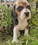 Beagle cudowna suczka szczenięta