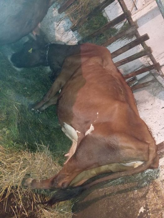 Krowa 9 lat cielna na 15 listopada