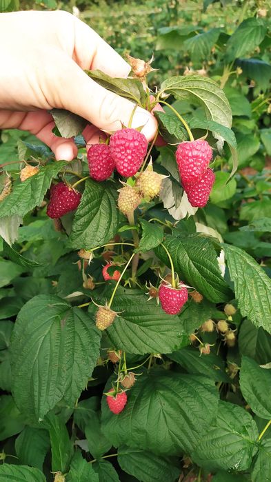 Sadzonki maliny jesiennej polana Octavia letnia
