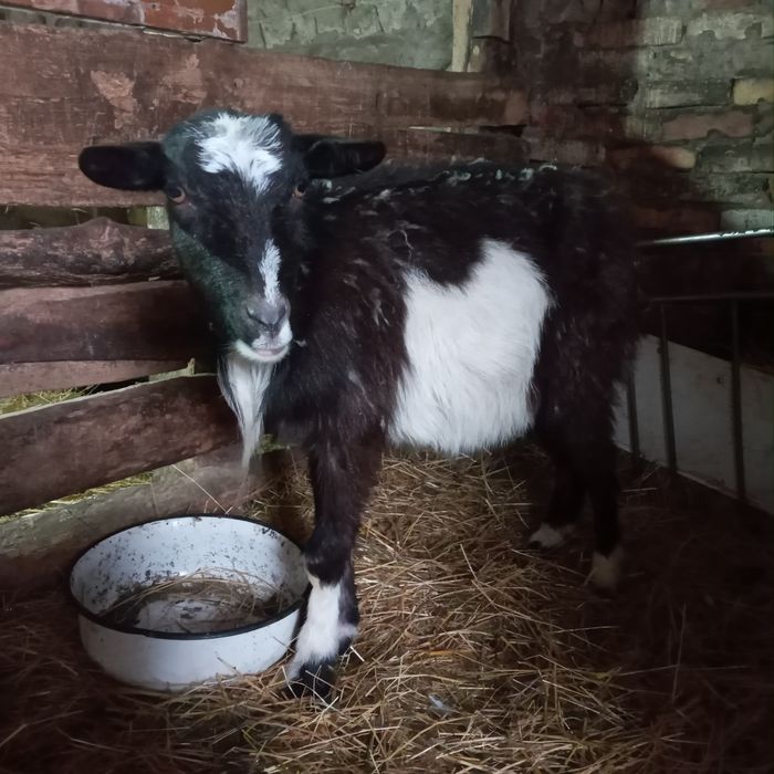 Віддам козочку безкоштовно