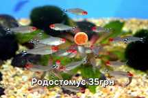 Рыбки в аквариум