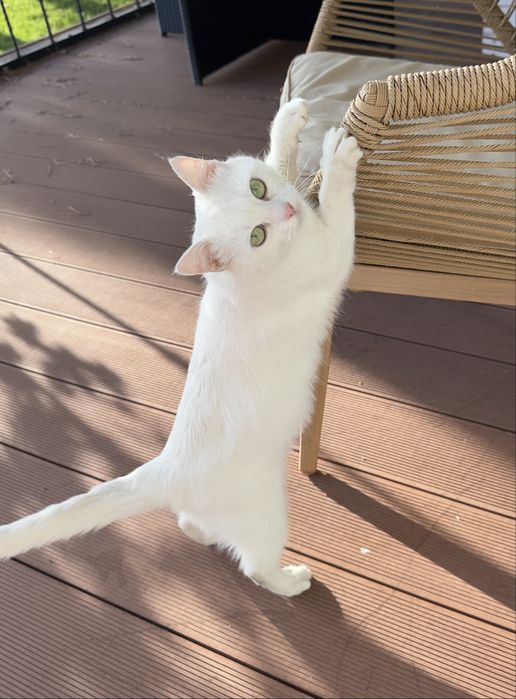 Віддам кішечку безкоштовно