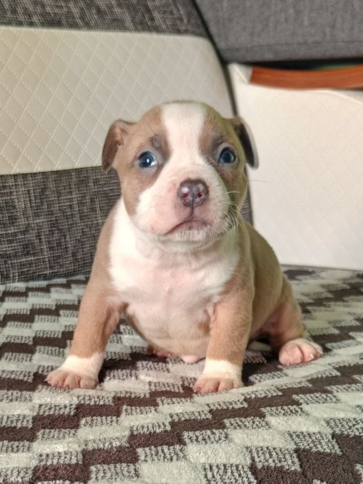American bully pocket suczka