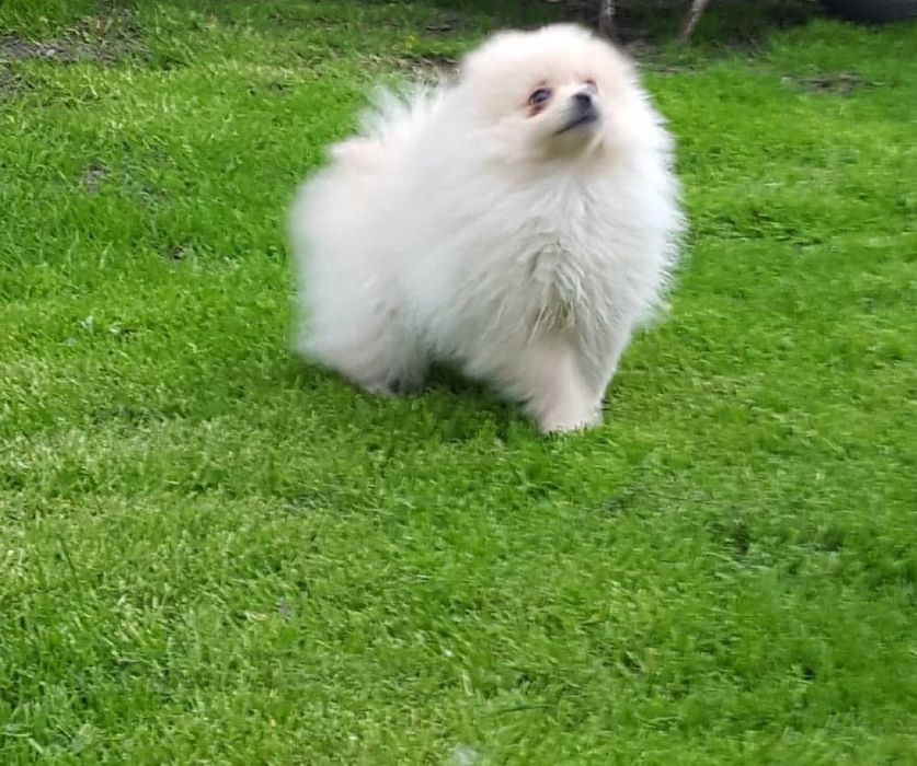 Piesek Szpic Miniaturowy Pomeranian