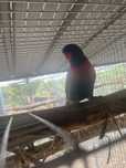Casal de loris reprodutor/ring neck e red rumped