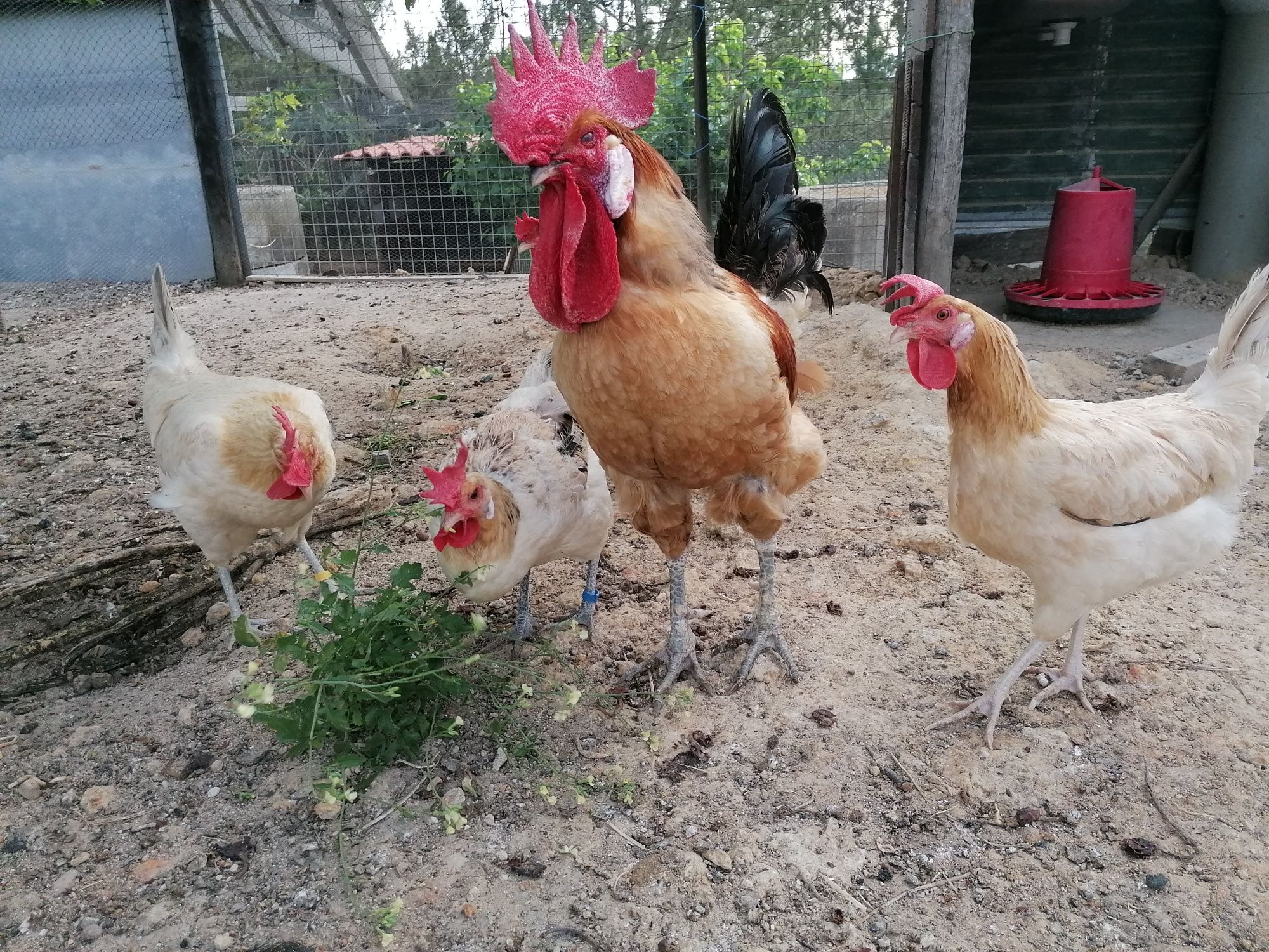 OVOS Ayam ketawa, Andaluza, Araucana, Maran, Paduana camurça