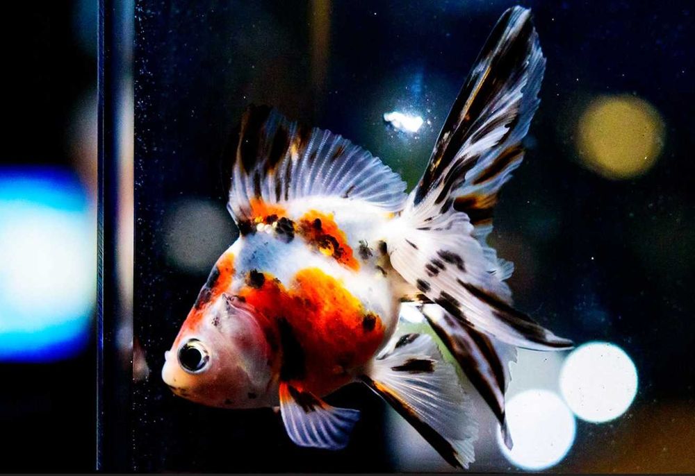 GB Welon, Welonek Calico - dowóz ryb!