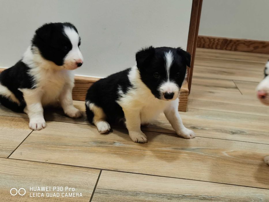Border collie piesek czarno biały