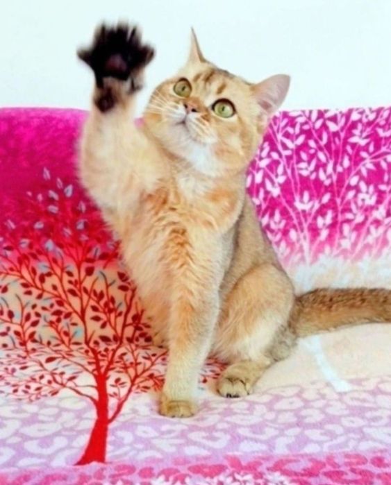 Золота шиншила хлопчик красунчик Скотіш Страйт