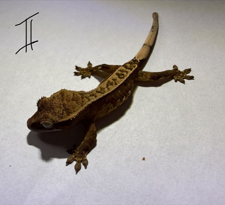 Gekon orzesiony NS /+ terrarium (extrene harlequin, dalmatian, flame)