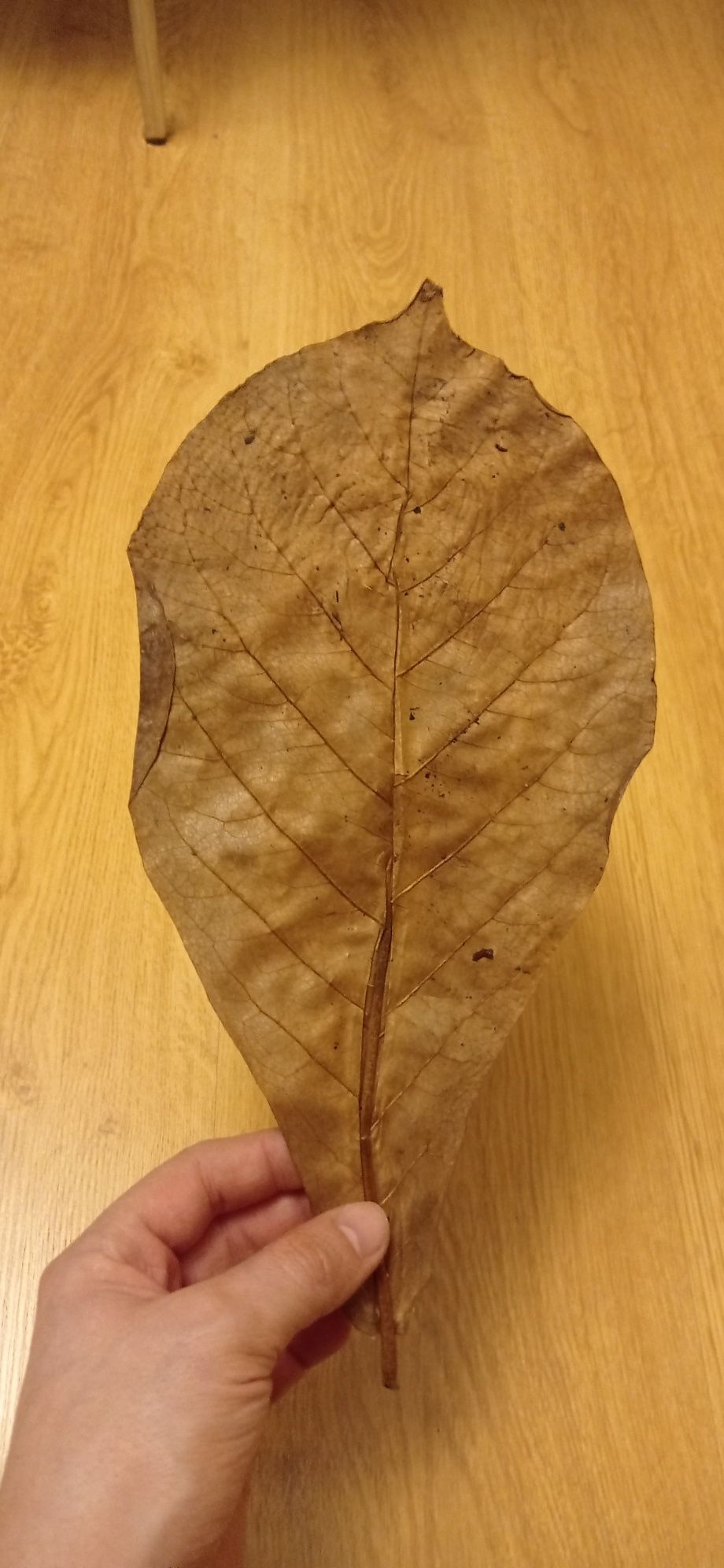 10 szt. suszonych liści Migdałecznika Ketapang Terminalia Catappa duże