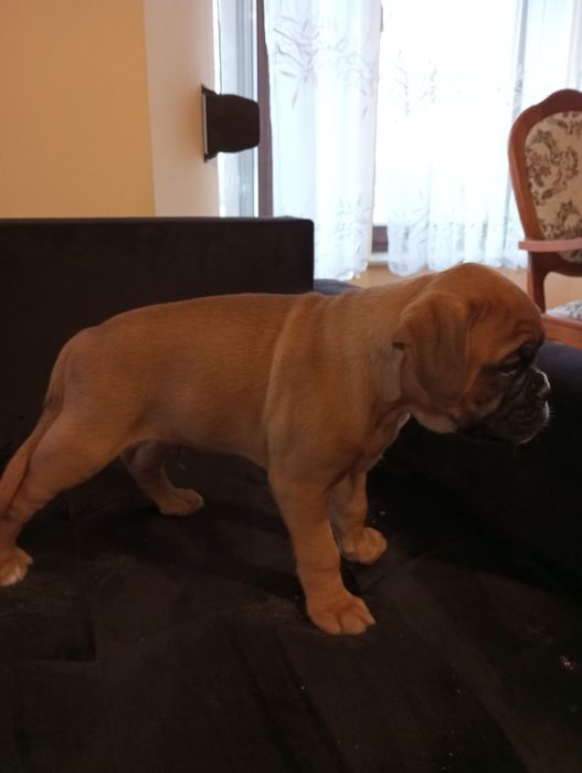 Bokser szczeniak pies