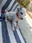 Dalmata puro entrego em Lisboa e algarve