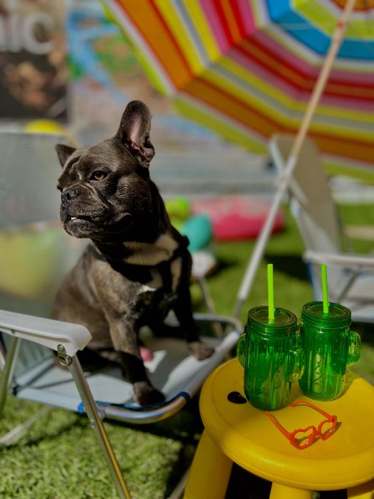 Французкий бульдог вязка