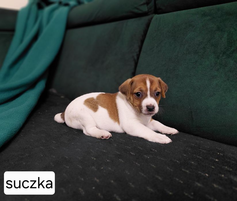 Jack Russel terrier