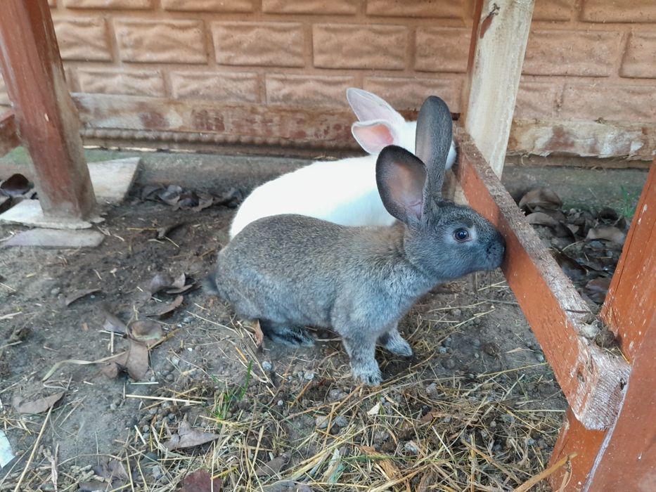 Królik, króliki, króliczki