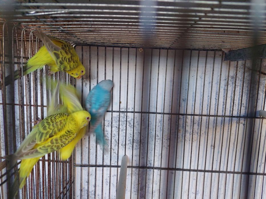 Periquitos fallow e alecrins