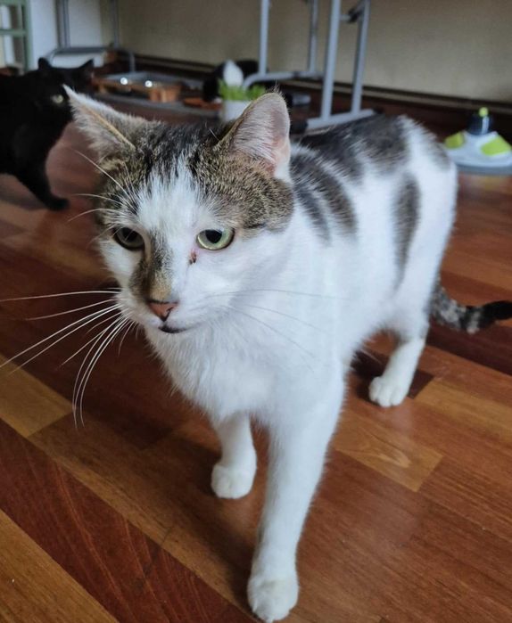 PORTO i LIZBONA - fantastyczny koci duet