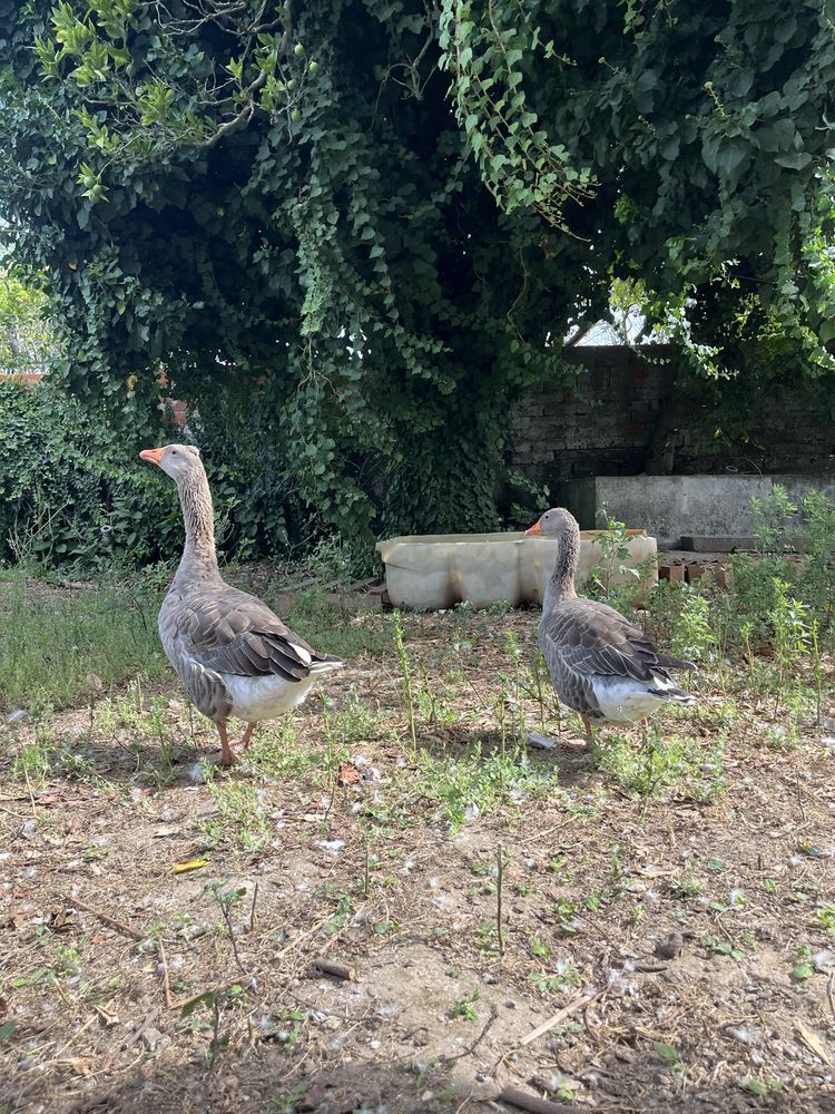 vendo casal de gansos