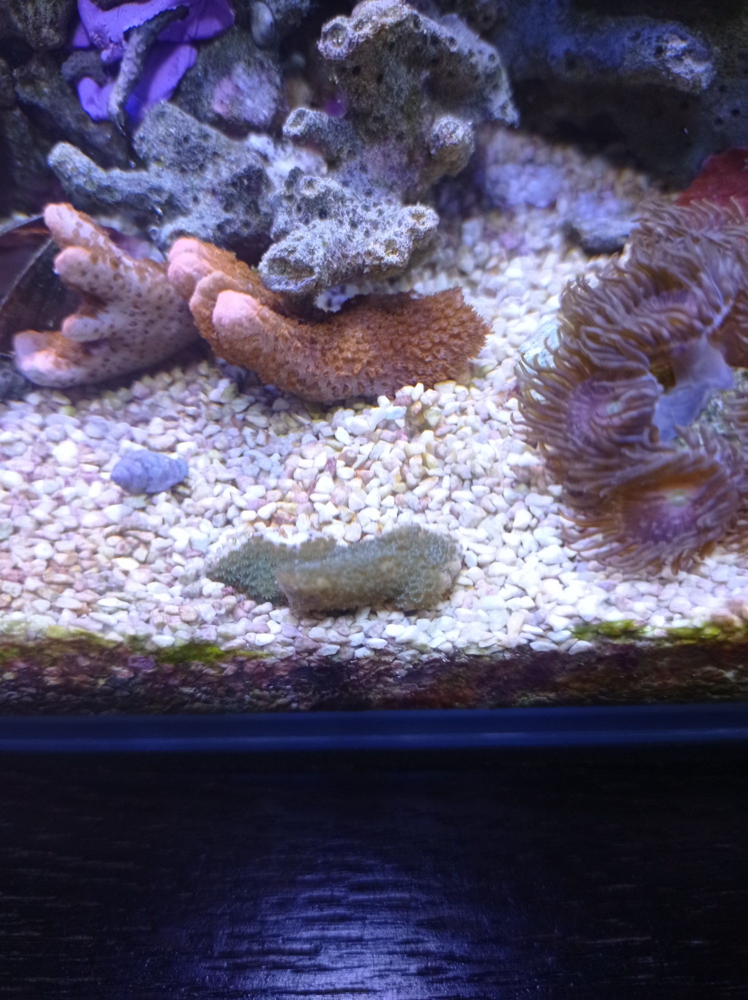 Montipora czerwona fluo FLUO, koralowiec miękki, akwarium morskie.