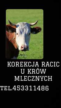 korekcja racic u krów