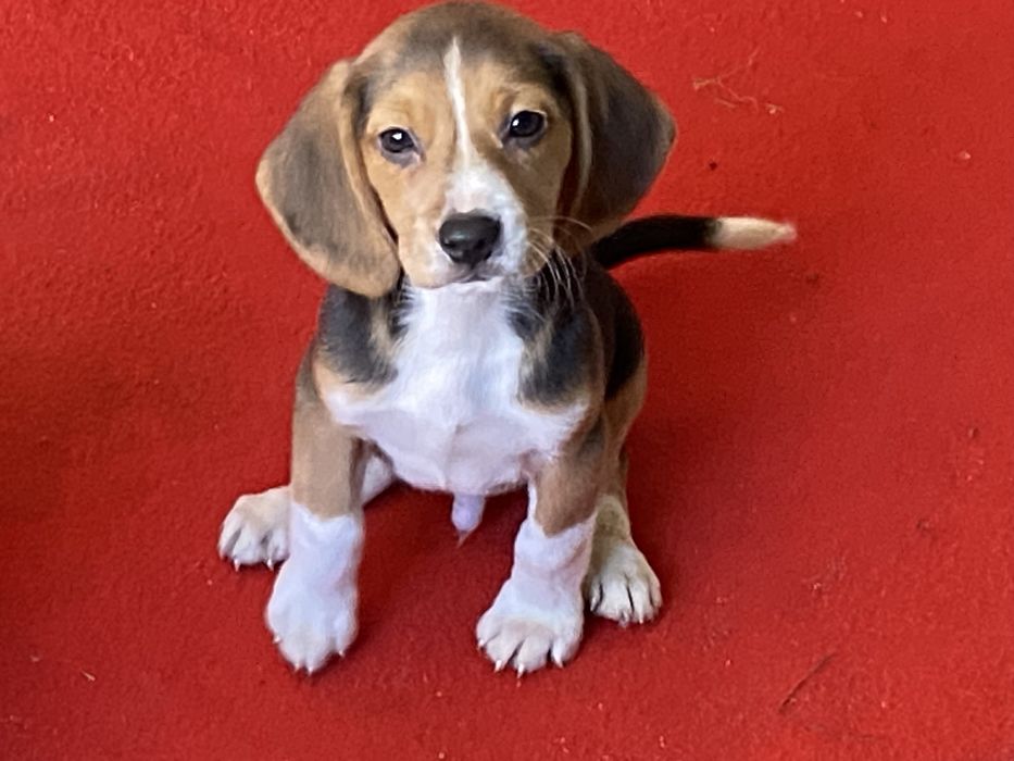 Cachorro Beagle tricolor exelente