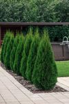 100cm Tuja smaragd szybki przyrost duze sadzonki Gorzów