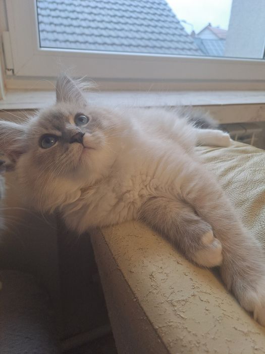 Uroczy kocurek Neva Masquerade