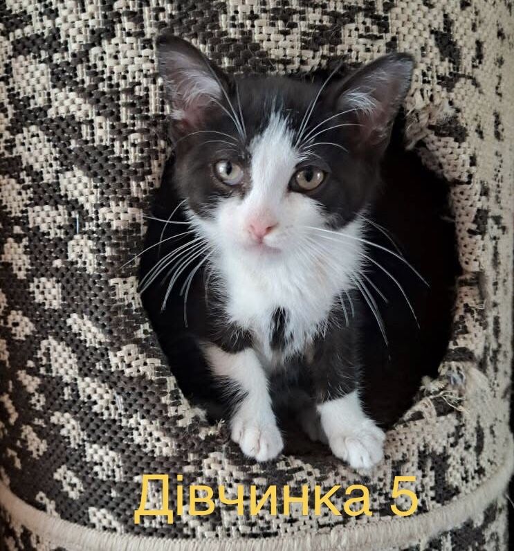 Кошенята шукають люблячі родини