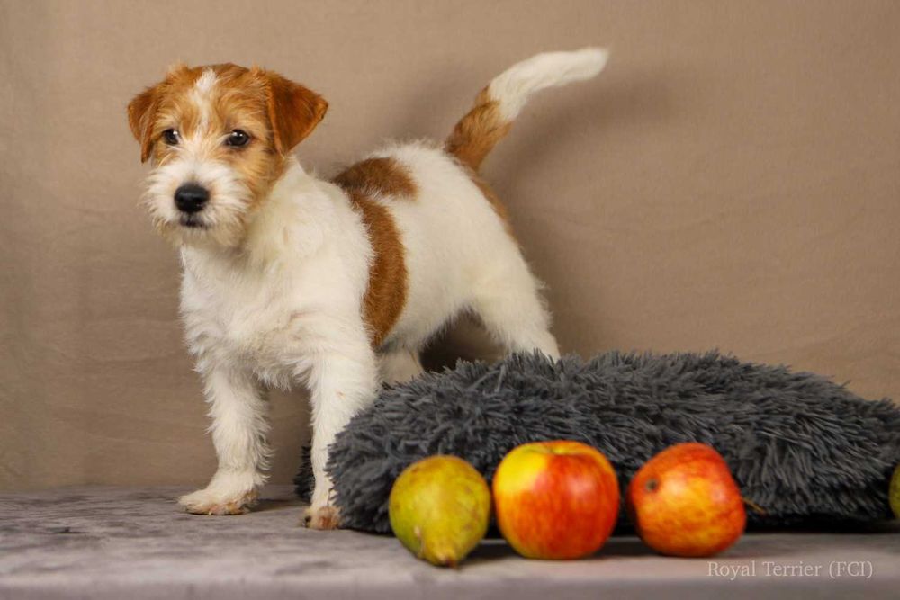 piesek Jack Russell terrier ZKWP/FCI szorstkowłosy