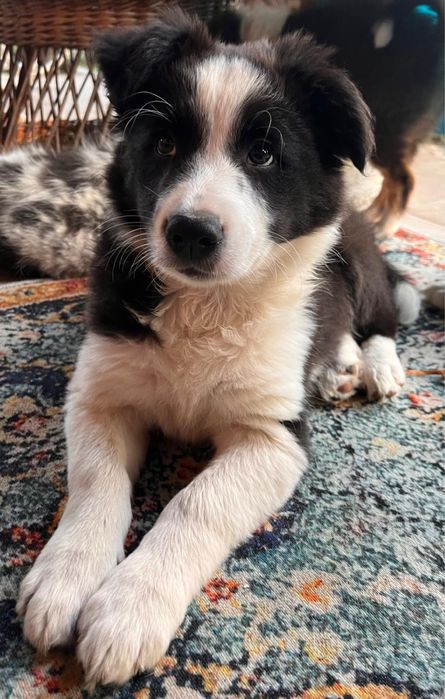 Border Collie czarno bialy/badania gen/ gotowy do odbioru