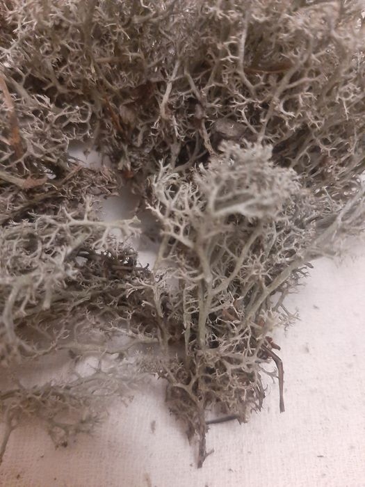 Сушений ісланський мох.