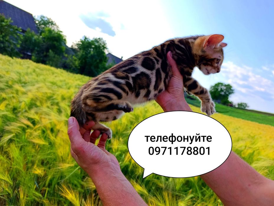 Розкішні розетки на золоті,Ben n24, родовід WCF