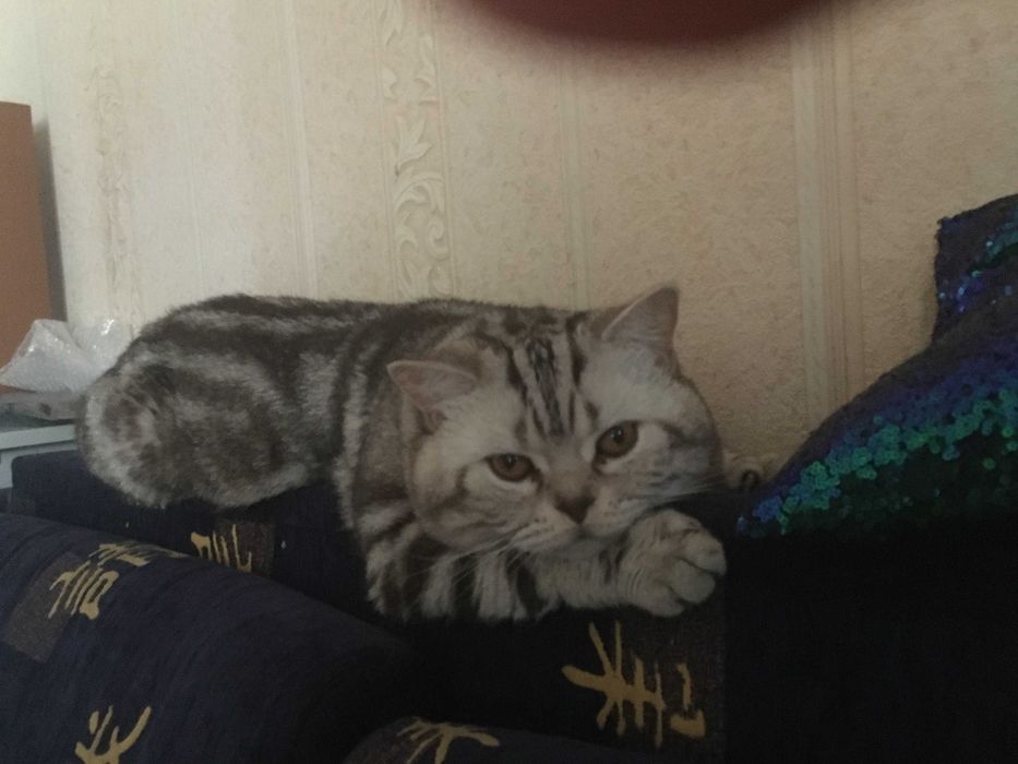 Котик чорний мармур на сріблі