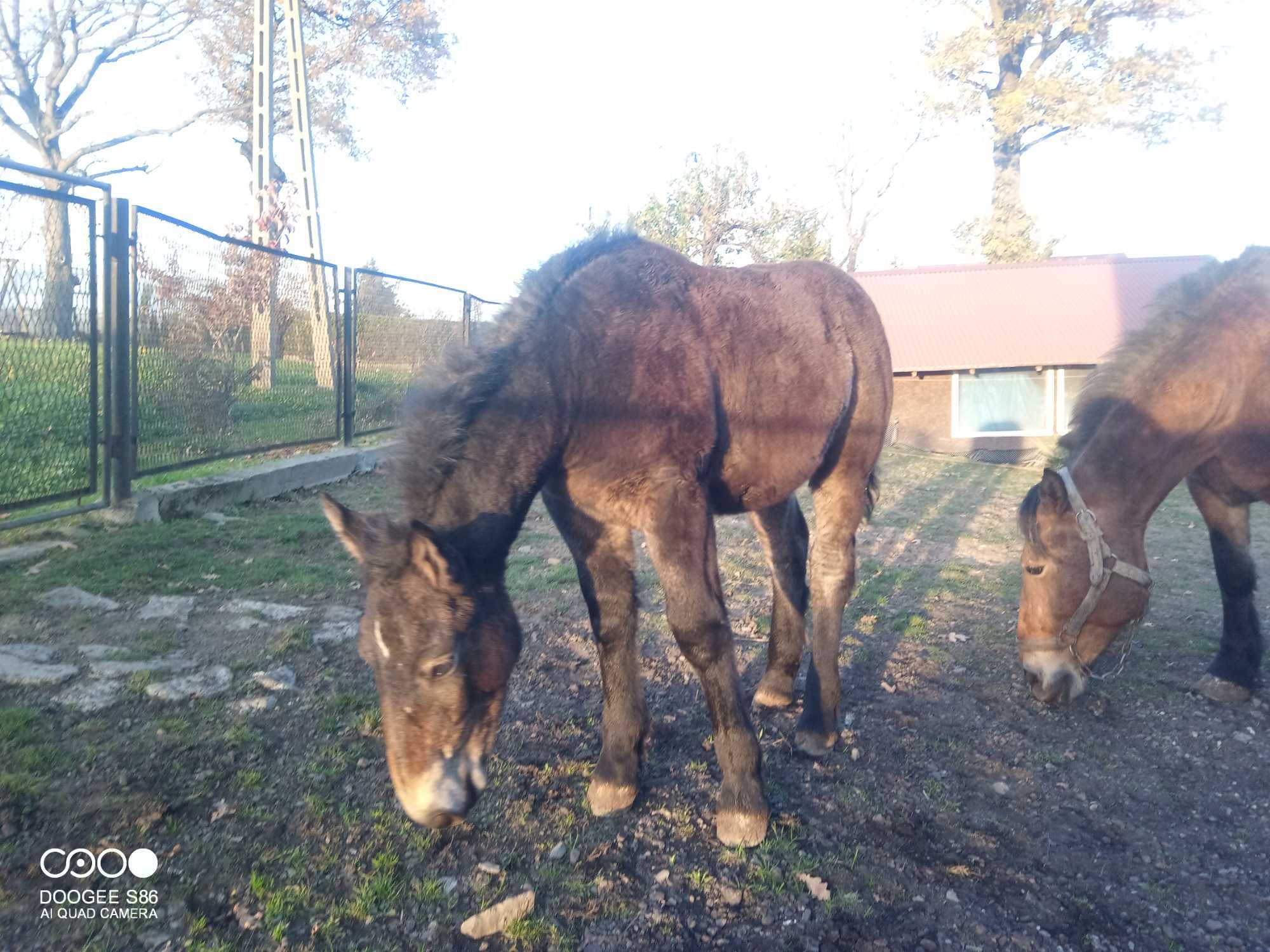 klacz zrebna .ogierek.kobylka pogrubiona