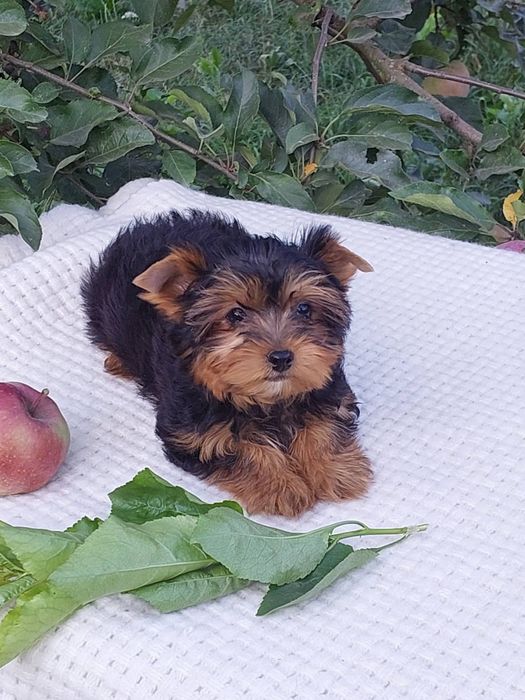 Щеночки Йорка к празднику