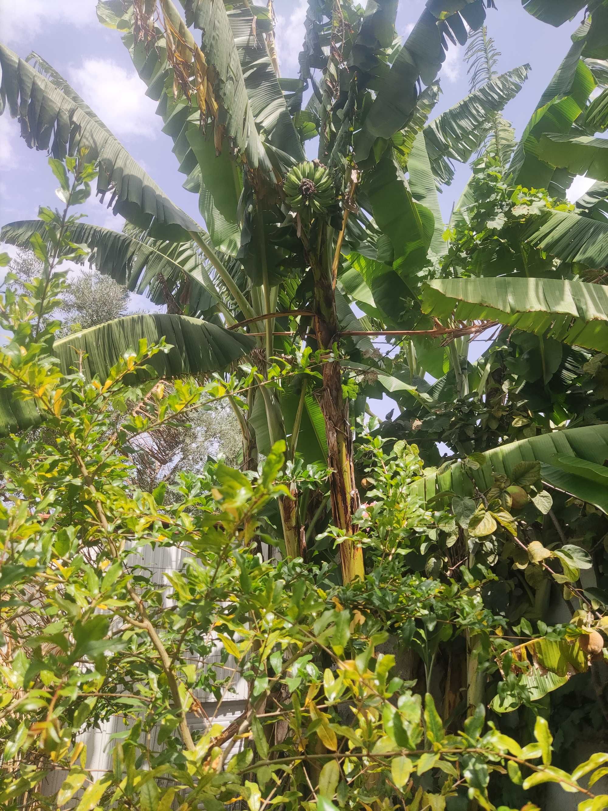 Vende-se bananeiras de boa produtividade