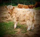 Biały byczek Highland cattle