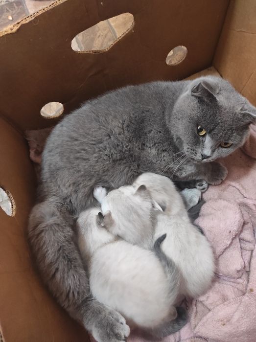 котенок котенка мальчик и девочка шотландские метис