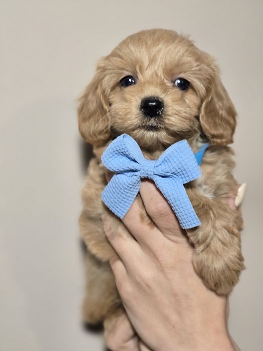 Maltipoo f1 piesek szczeniak metryka chip szczenięta