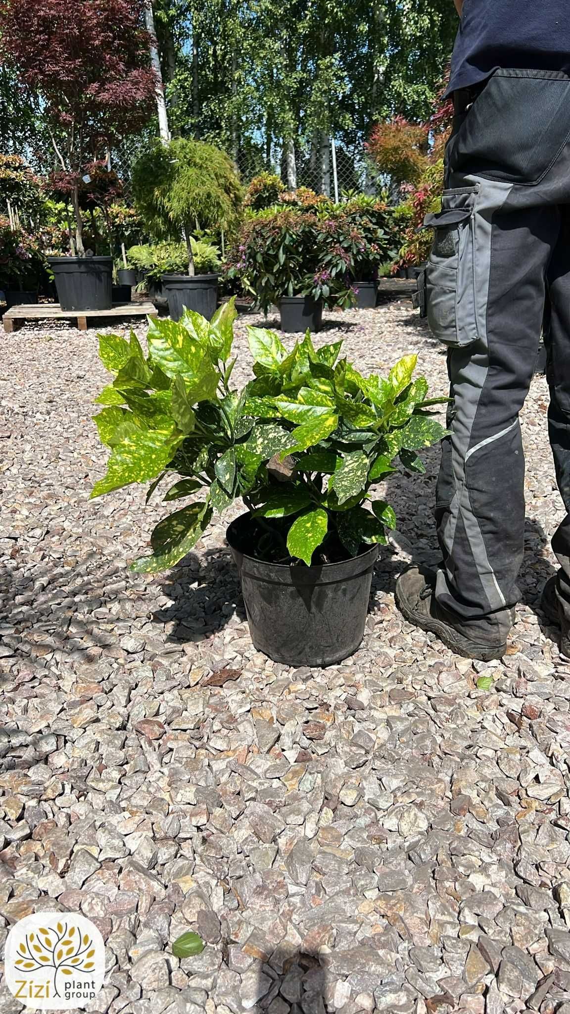 Aucuba japonica Variegata, Aukuba japońska, 40-60cm, C15