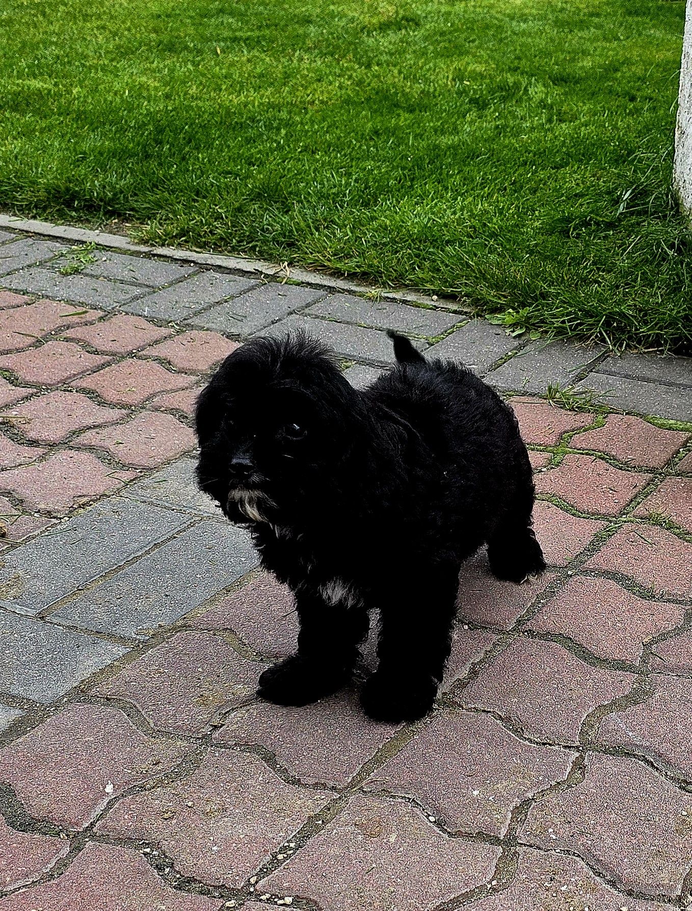 Cavapoo f1b piesek czarny
