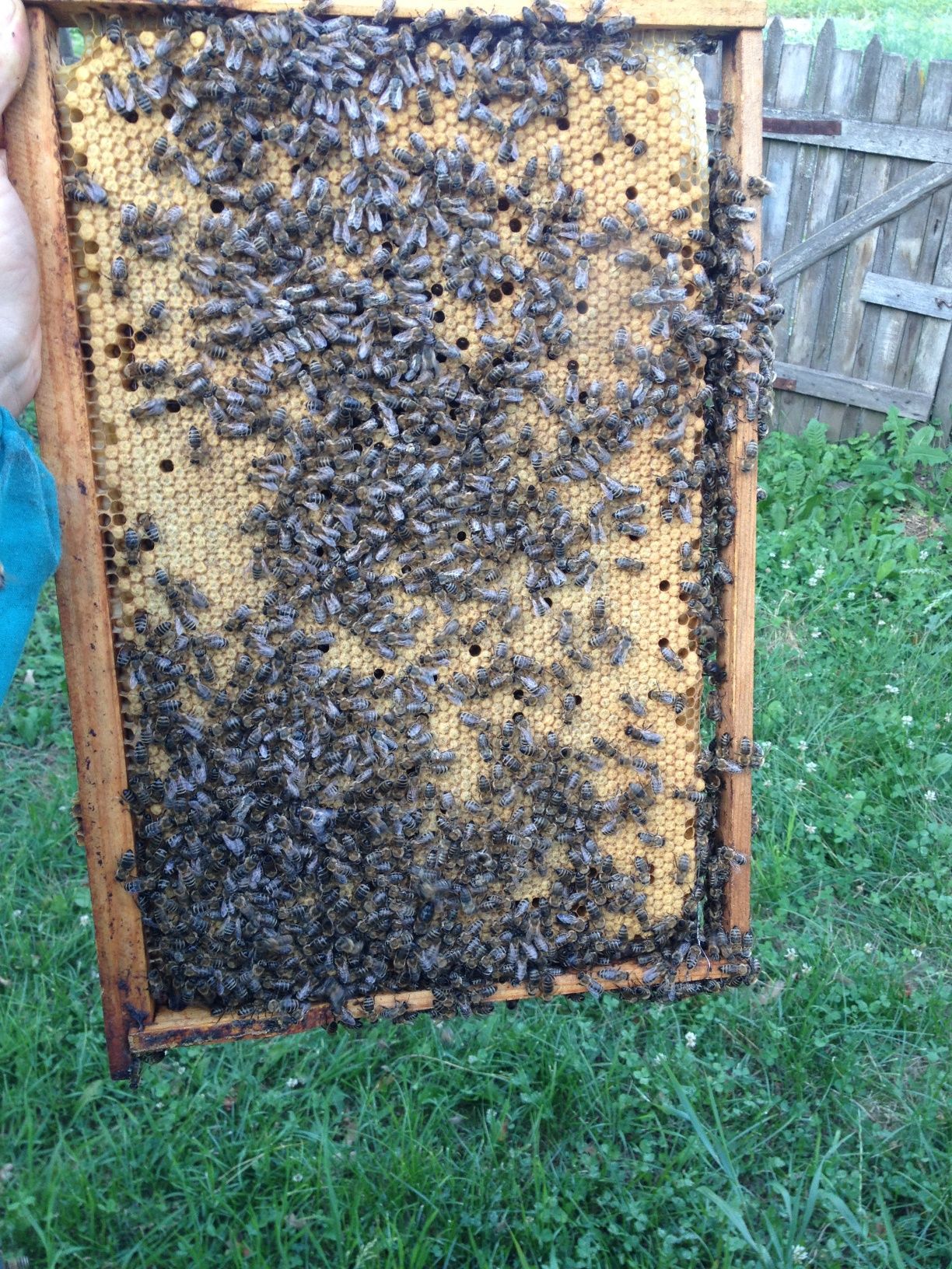 Бджолосім'ї 2500
