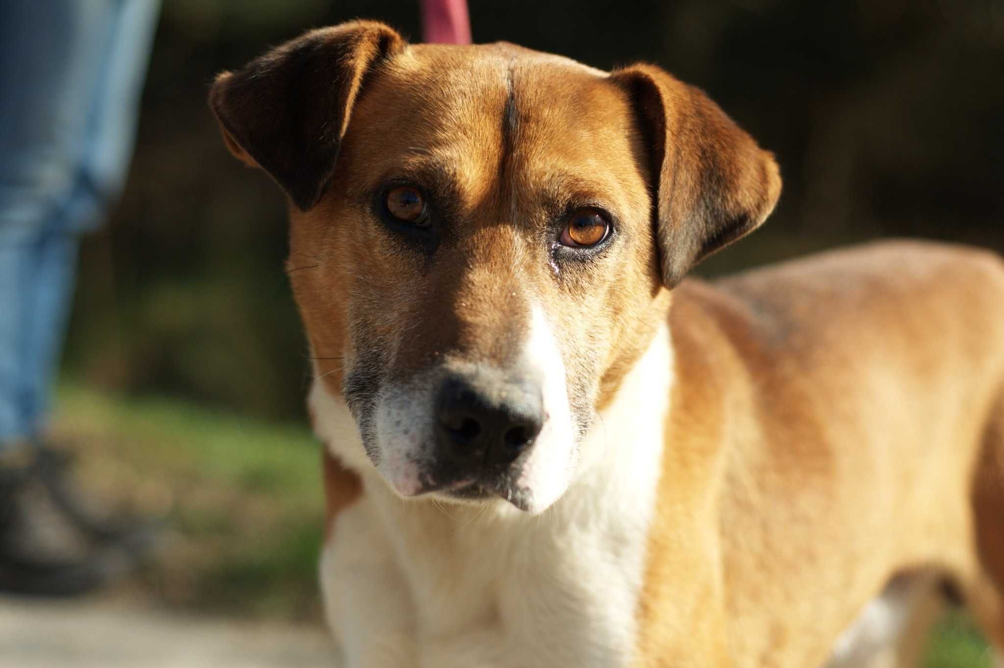 SAGARO - pomóżmy mu odzyskać radość z psiego życia